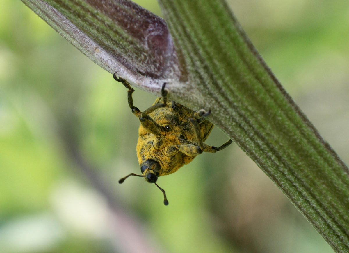 Lixus bardanae ?? no. Larinus sp.